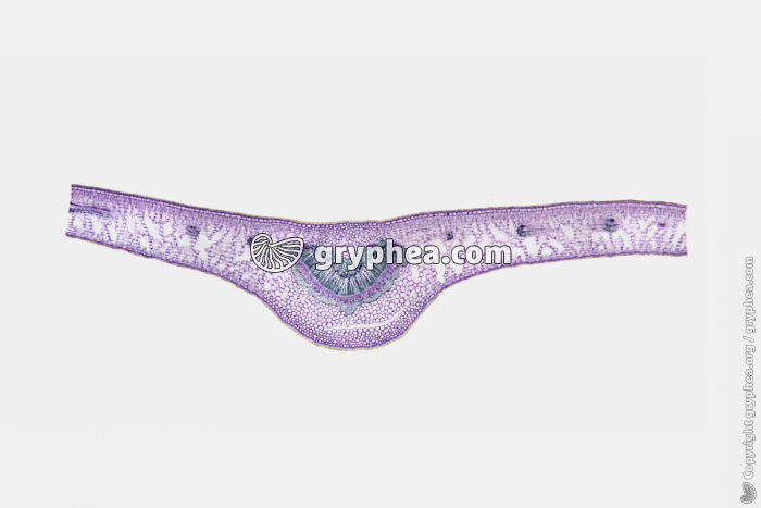 Feuille de Houx (dicotylédone) CT x6 - gryphea.org